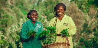 eine-bewegung-fuer-gesunde-ernaehrung-kommt-in-kenias-teehauptstadt