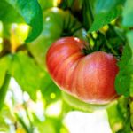 aktuelles-klima:-schnellere-zuechtung-einer-besseren-tomate-plus:-wie-gm-&-vw-tesla-schlagen