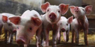 the-eats-act-jeopardizes-animal-welfare-and-human-health